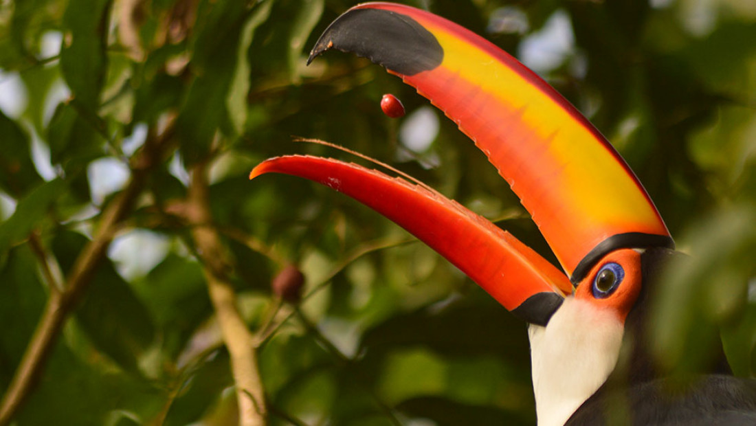 Ciencia de la aves: científicos y científicas de Latinoamérica se paran frente a colonialismo en la ornitología