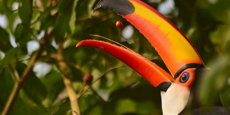 Ciencia de la aves: científicos y científicas de Latinoamérica se paran frente a colonialismo en la ornitología