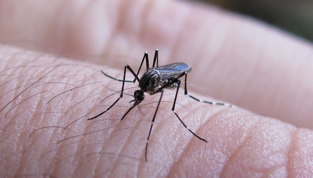 Esterilización del mosquito del dengue, una técnica en la que Mendoza avanza para controlar la enfermedad