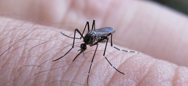Esterilización del mosquito del dengue, una técnica en la que Mendoza avanza para controlar la enfermedad