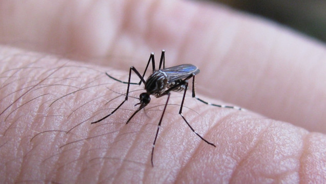 imagen Esterilización del mosquito del dengue, una técnica en la que Mendoza avanza para controlar la enfermedad