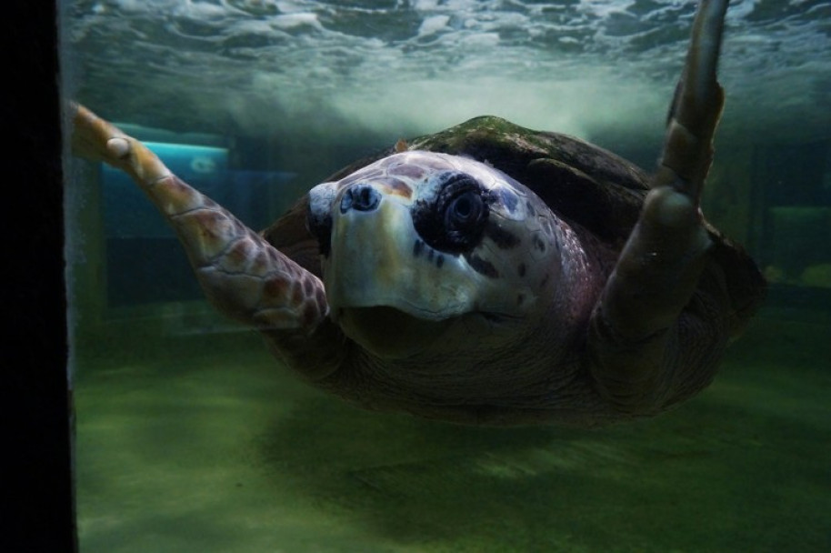 imagen El acuario de Mendoza es el más antiguo del país 