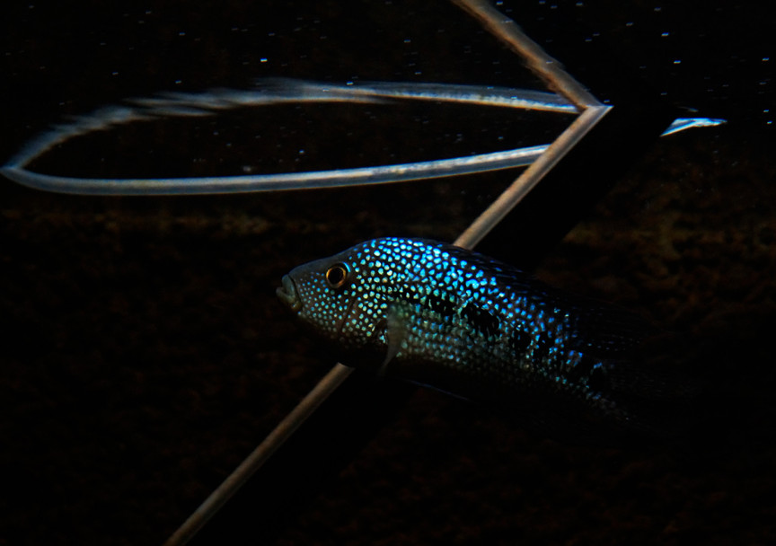 imagen El acuario de Mendoza es el más antiguo del país 