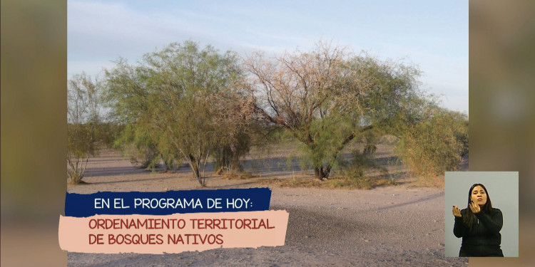 Ordenamiento territorial de bosques nativos en Mendoza