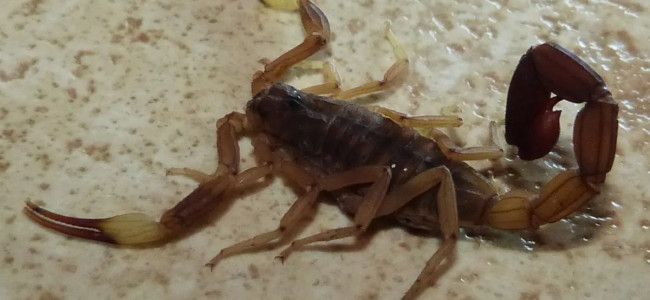 Hallaron en Mendoza una especie de escorpión típica de zonas húmedas