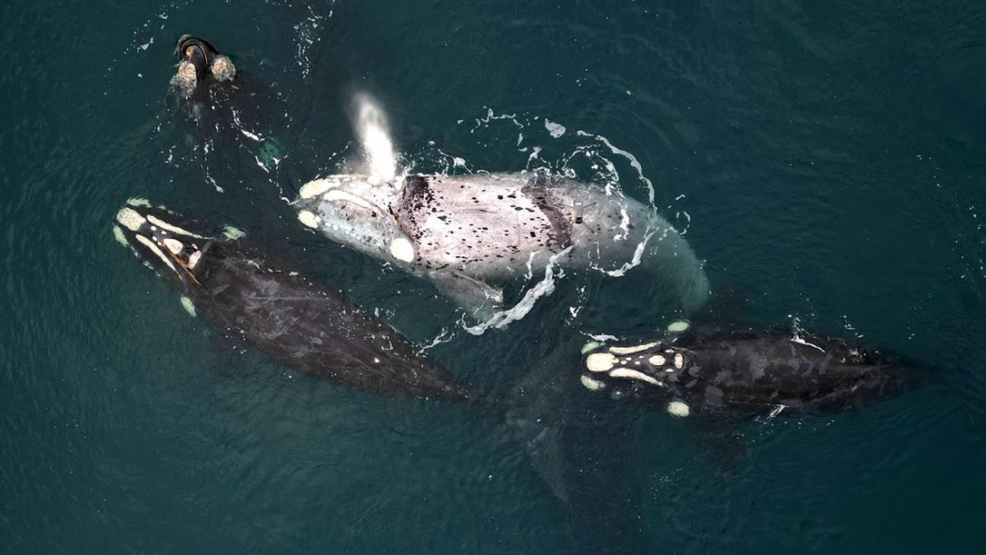 El cambio climático y la caza son las principales amenazas para ballenas y delfines 