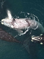 El cambio climático y la caza son las principales amenazas para ballenas y delfines 