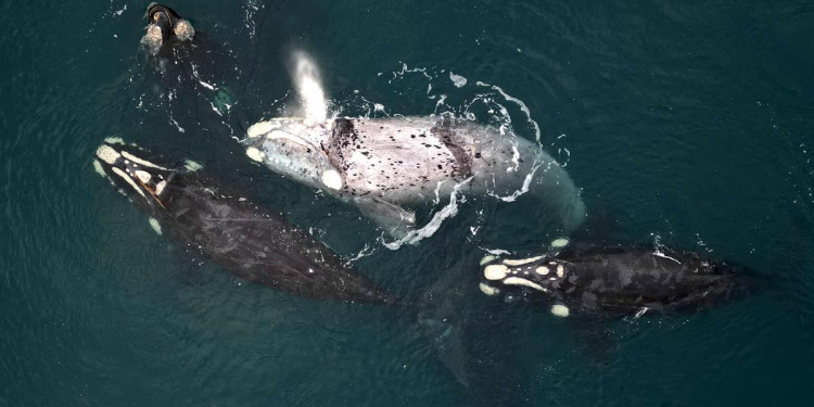 El cambio climático y la caza son las principales amenazas para ballenas y delfines 