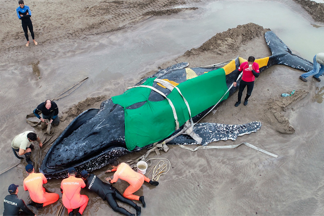 Ballenas varadas en la playa: "Por lo general tienen problemas de salud"