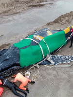 Ballenas varadas en la playa: "Por lo general tienen problemas de salud"