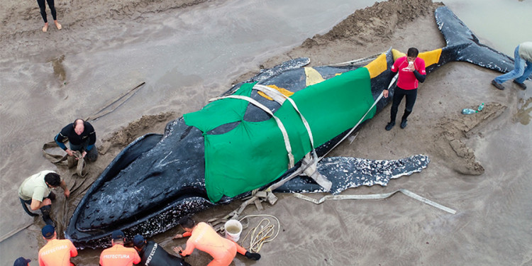 Ballenas varadas en la playa: "Por lo general tienen problemas de salud"