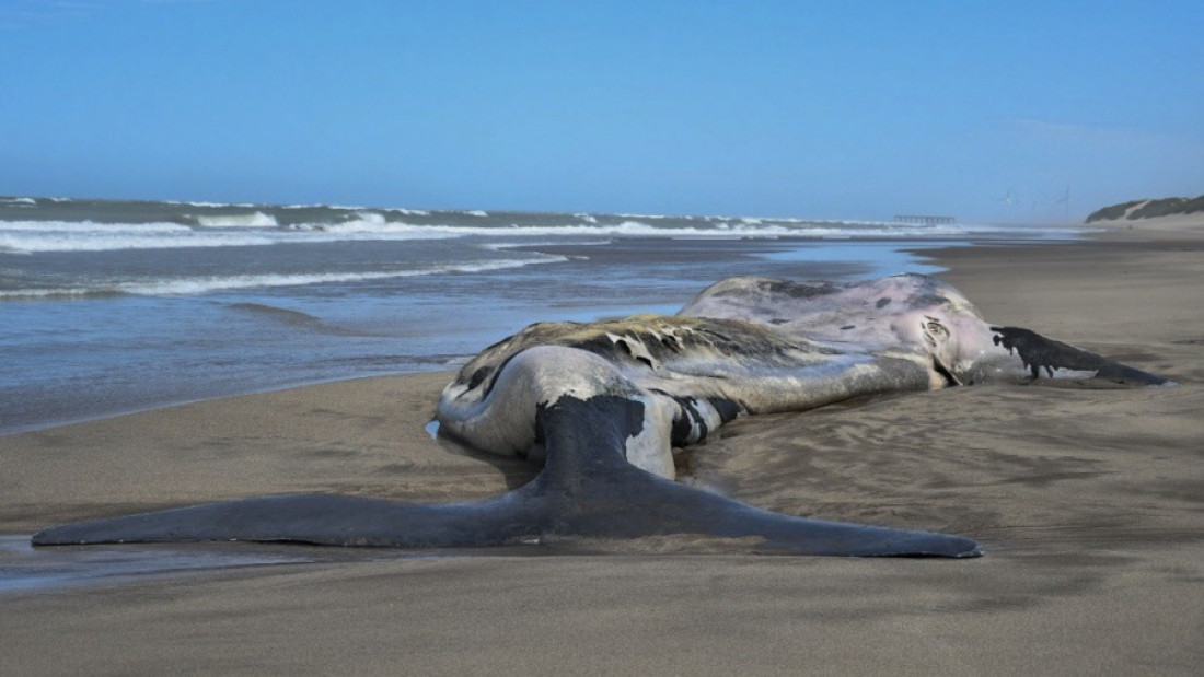 Alerta por el hallazgo de ballenas muertas en la zona de península de Valdés