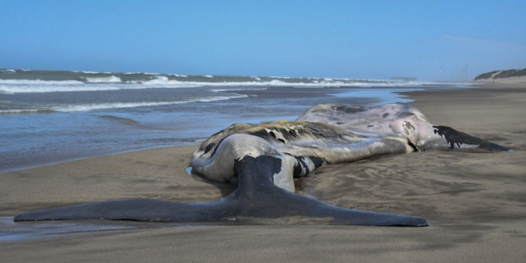 Alerta por el hallazgo de ballenas muertas en la zona de península de Valdés