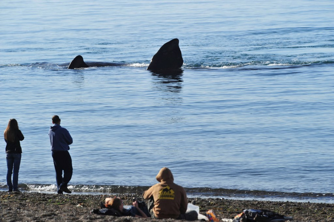 Llegaron a Puerto Madryn las primeras ballenas del año