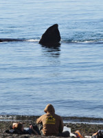 Llegaron a Puerto Madryn las primeras ballenas del año