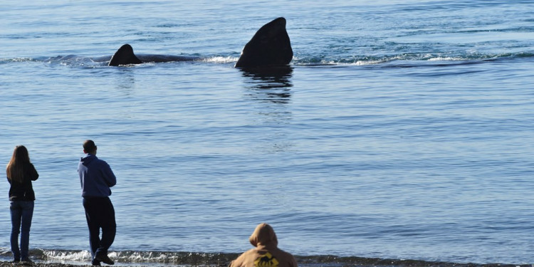 Llegaron a Puerto Madryn las primeras ballenas del año