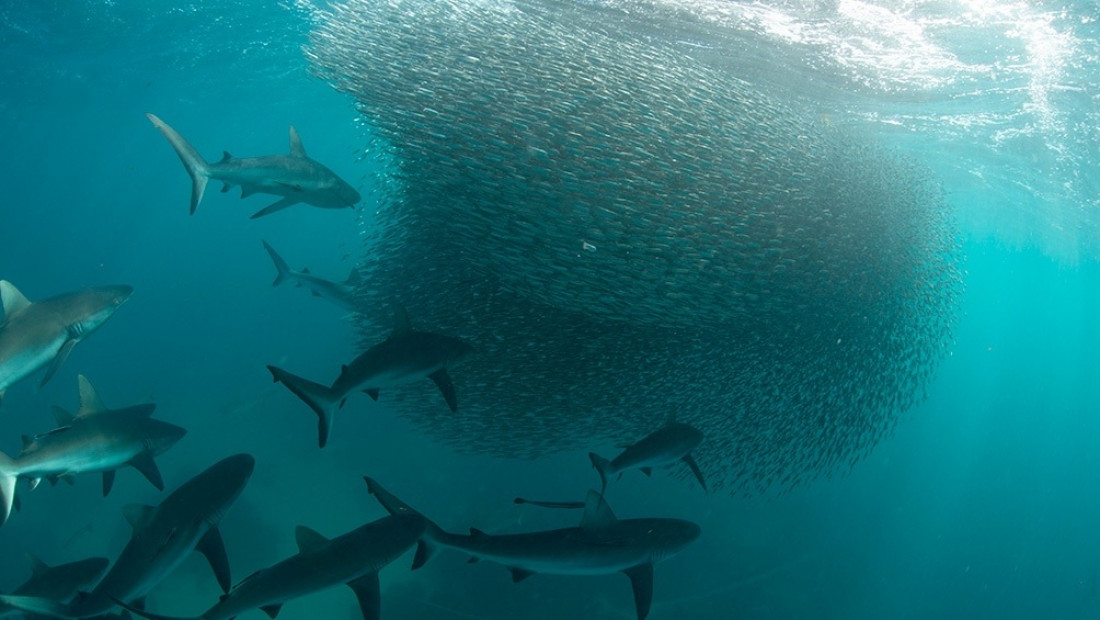 Las olas de calor marinas tienen un "efecto mínimo" sobre la abundancia de peces