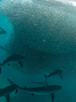 Las olas de calor marinas tienen un "efecto mínimo" sobre la abundancia de peces