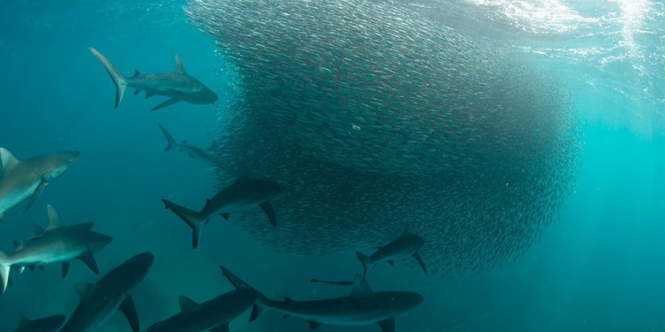 Las olas de calor marinas tienen un "efecto mínimo" sobre la abundancia de peces