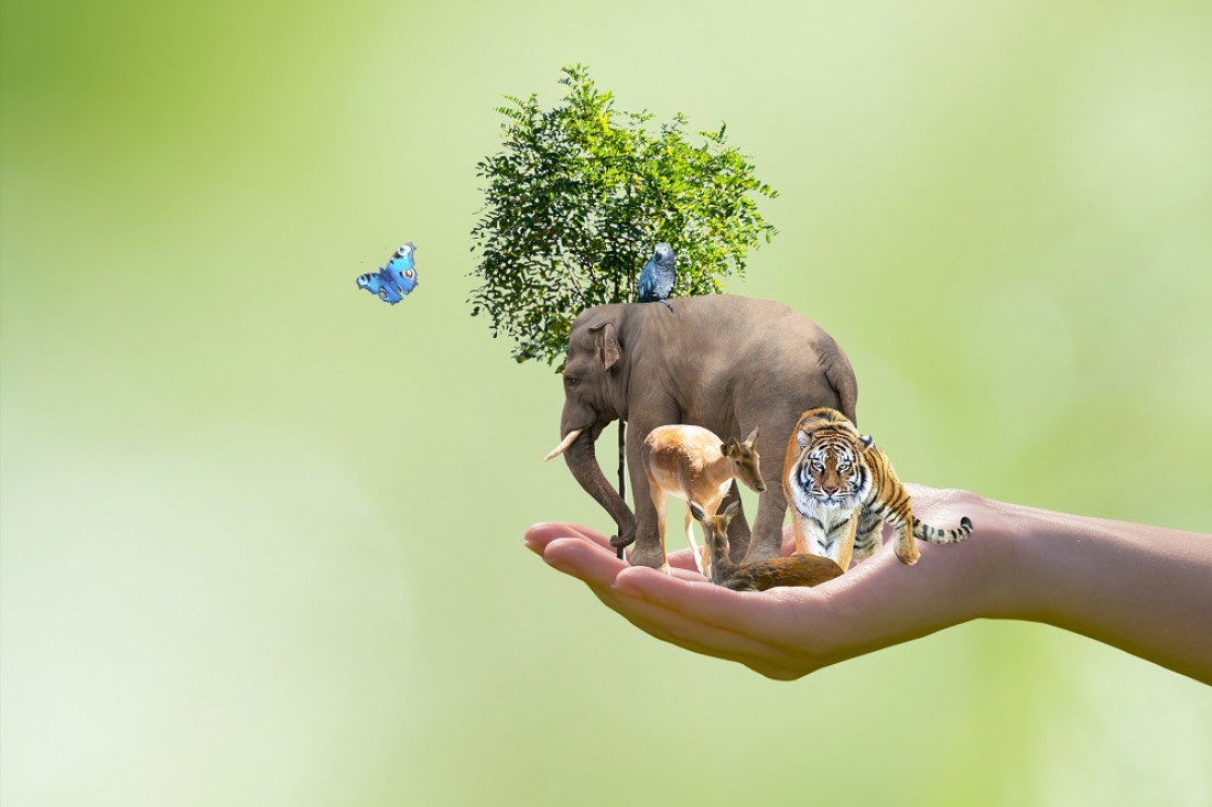 Importante premio para una herramienta para procesar y limpiar datos sobre biodiversidad 