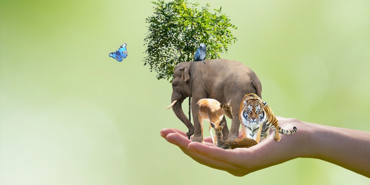 Importante premio para una herramienta para procesar y limpiar datos sobre biodiversidad 