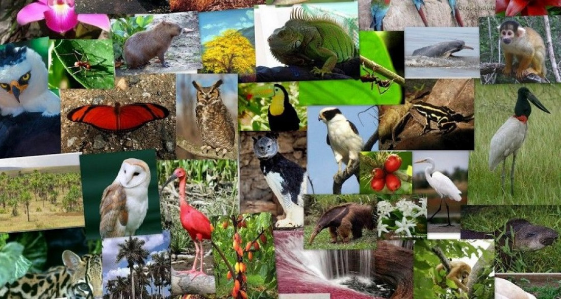 Más de 4000 especies animales y vegetales de las que no se tienen datos "están amenazadas de extinción"