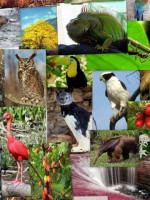 Más de 4000 especies animales y vegetales de las que no se tienen datos "están amenazadas de extinción"