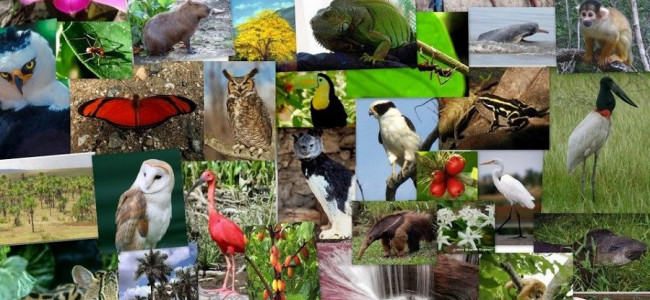 Más de 4000 especies animales y vegetales de las que no se tienen datos "están amenazadas de extinción"