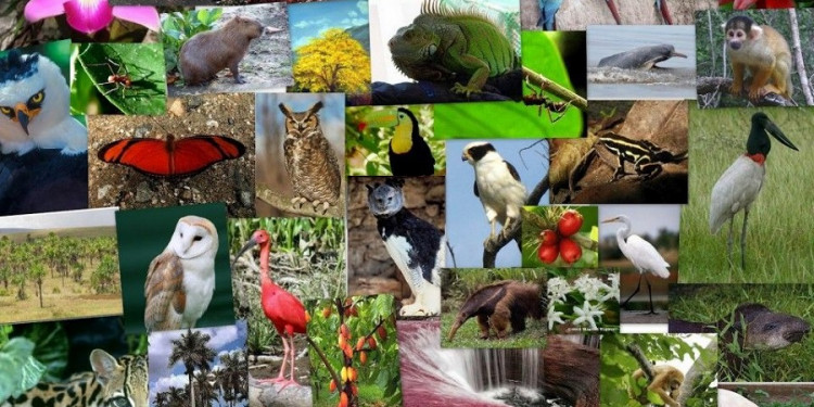 Más de 4000 especies animales y vegetales de las que no se tienen datos "están amenazadas de extinción"