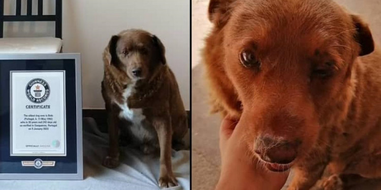 "Bobi", un perro de Portugal, fue designado como el más longevo por la organización Guinness