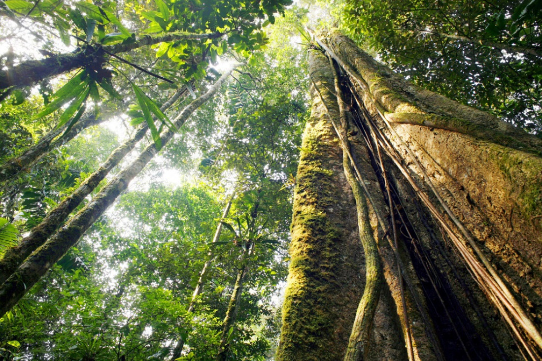 Día Internacional de los Bosques: por qué son fundamentales para la salud