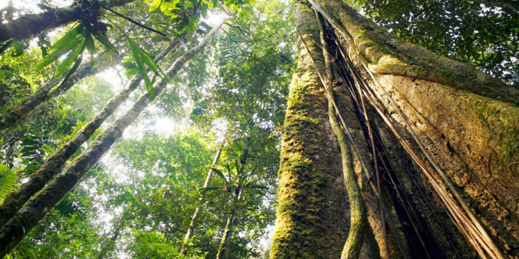 Día Internacional de los Bosques: por qué son fundamentales para la salud