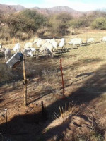 Boyeros solares, un sistema que ya ayuda a familias rurales sin acceso a la red eléctrica