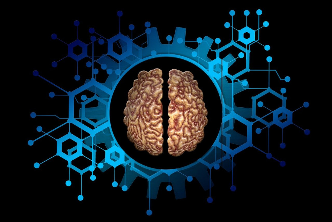 Investigación de Conicet identifica una actividad neuronal asociada a la impulsividad