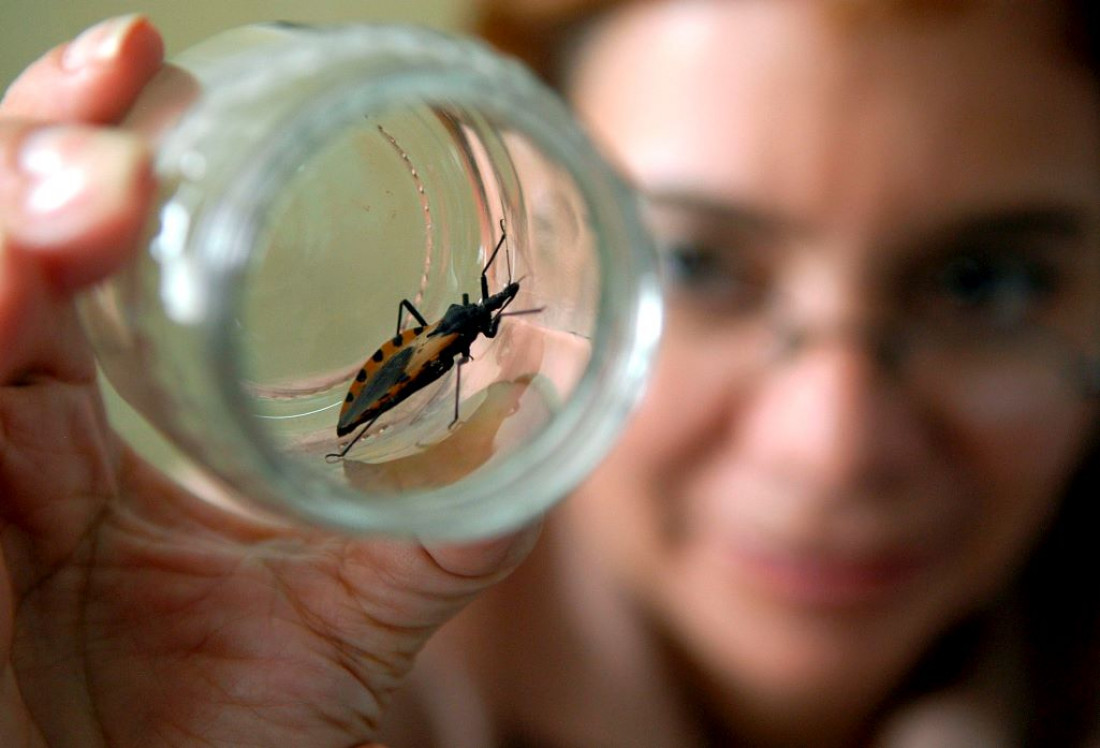 La Agencia de Medicamentos de Estados Unidos aprobó un fármaco argentino contra el Chagas