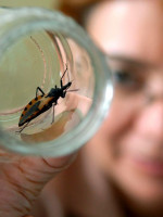 La Agencia de Medicamentos de Estados Unidos aprobó un fármaco argentino contra el Chagas