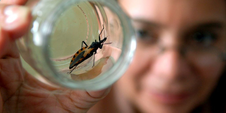 La Agencia de Medicamentos de Estados Unidos aprobó un fármaco argentino contra el Chagas