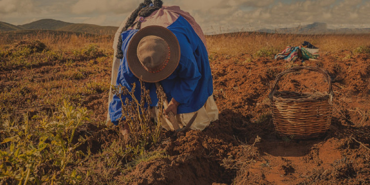 «Papas andinas y quinua», reconectar con los cultivos ancestrales
