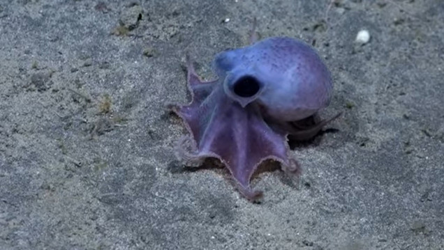 imagen Equipo científico del Conicet vuelve a transmitir en vivo la exploración del fondo del Mar Argentino 