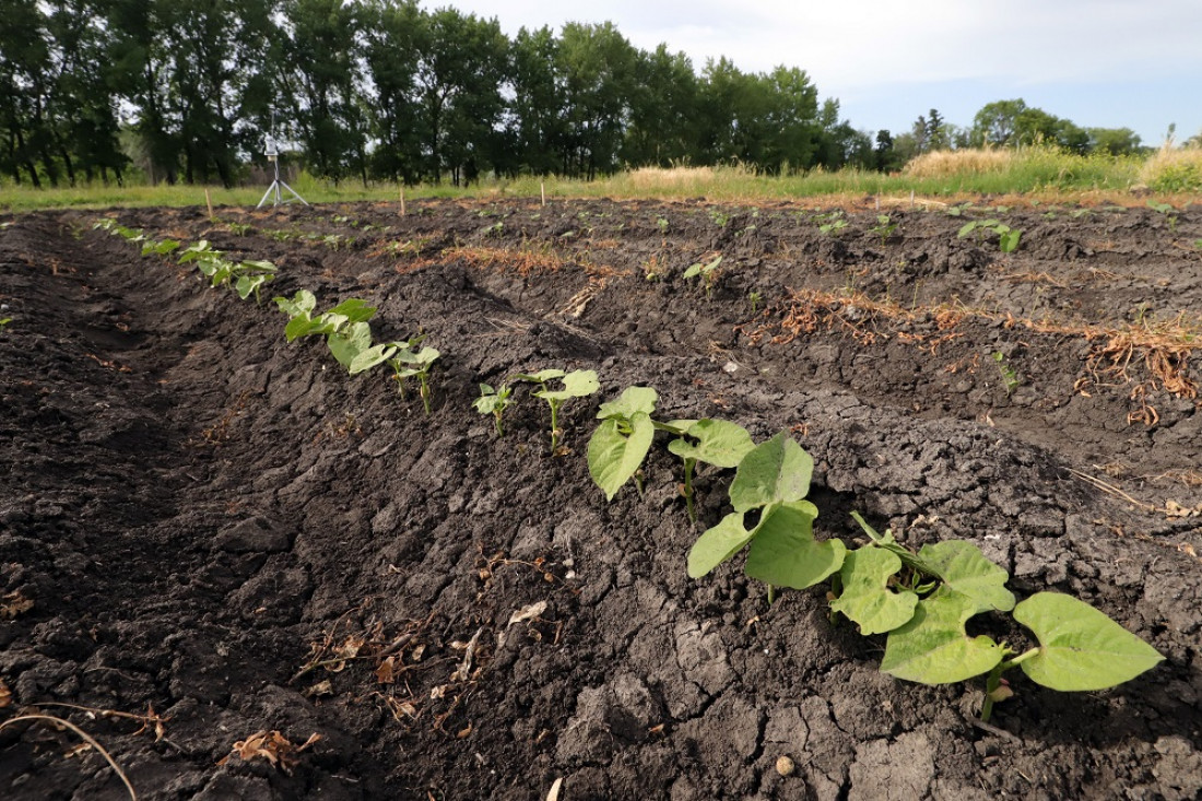 La forma de producir alimentos y el mal uso del suelo ponen en riesgo el futuro del agua en Mendoza 