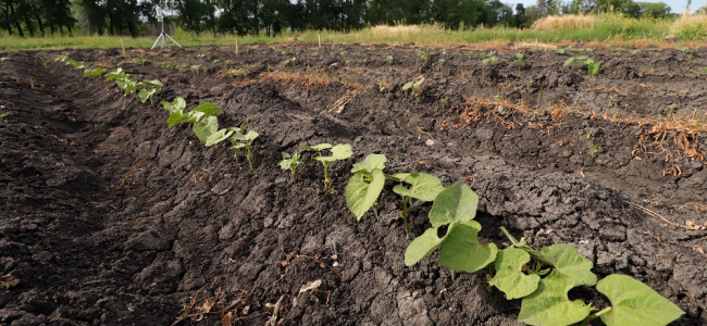 La forma de producir alimentos y el mal uso del suelo ponen en riesgo el futuro del agua en Mendoza 