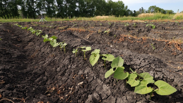 imagen La forma de producir alimentos y el mal uso del suelo ponen en riesgo el futuro del agua en Mendoza 