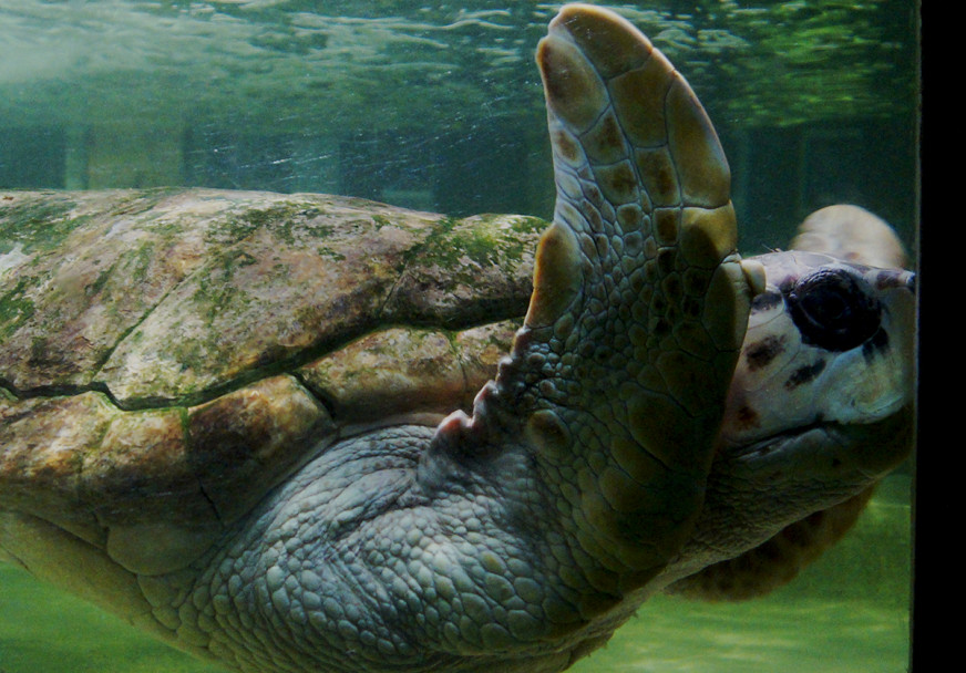 imagen El tortugo Jorge se quedará en el Acuario