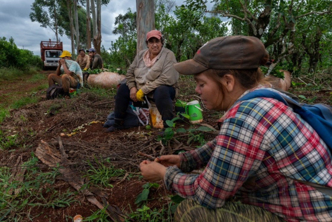 Misiones es la primera provincia en prohibir el glifosfato en la agroindustria