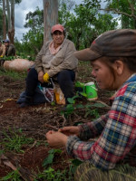 Misiones es la primera provincia en prohibir el glifosfato en la agroindustria