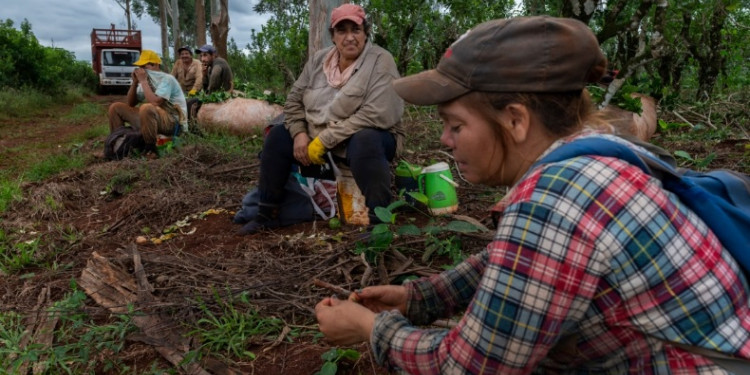 Misiones es la primera provincia en prohibir el glifosfato en la agroindustria