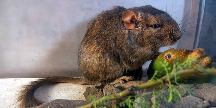 Especialistas del CONICET descubren un nuevo roedor que amplía el conocimiento sobre la biodiversidad argentina