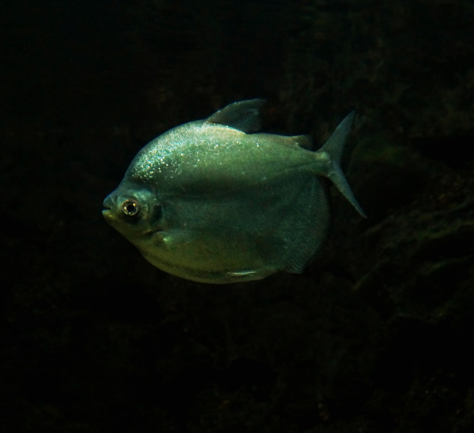 imagen El acuario de Mendoza es el más antiguo del país 