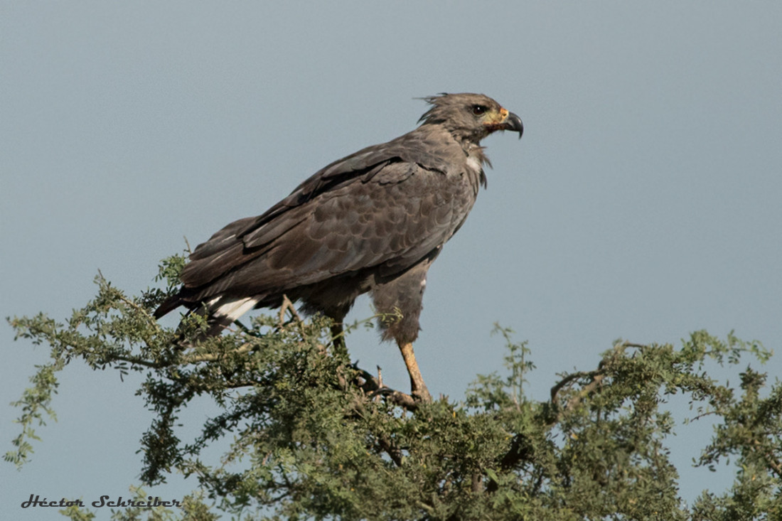 Avistaron en Ñacuñán un pichón de águila coronada, especie en peligro de extinción