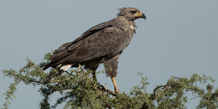 Avistaron en Ñacuñán un pichón de águila coronada, especie en peligro de extinción